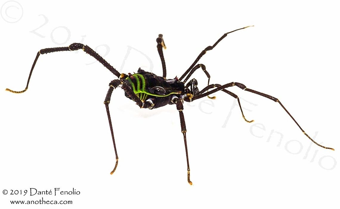 An opilionid (Sadocus polyacanthus) from south Chile The pattern on the rear of an opilionid (Sadocus polyacanthus) will fluoresce under violet light (this image is taken with a flash - no fluorescence) Sadocus polyacanthus