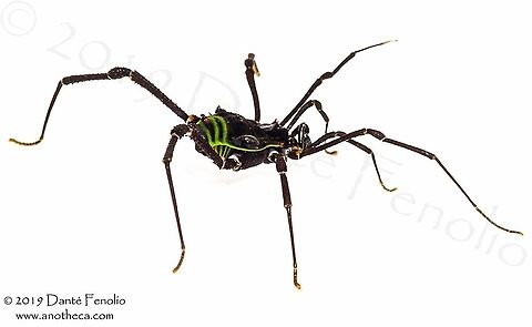 An opilionid (Sadocus polyacanthus) from south Chile The pattern on the rear of an opilionid (Sadocus polyacanthus) will fluoresce under violet light (this image is taken with a flash - no fluorescence) Sadocus polyacanthus