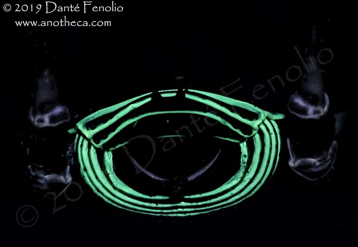 An opilionid (Sadocus polyacanthus) from south Chile - under violet light The pattern on the rear of an opilionid (Sadocus polyacanthus) will fluoresce under violet light (this image is taken with violet light) Sadocus polyacanthus,Ultra Violet Light