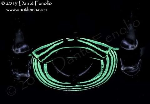 An opilionid (Sadocus polyacanthus) from south Chile - under violet light The pattern on the rear of an opilionid (Sadocus polyacanthus) will fluoresce under violet light (this image is taken with violet light) Sadocus polyacanthus,Ultra Violet Light