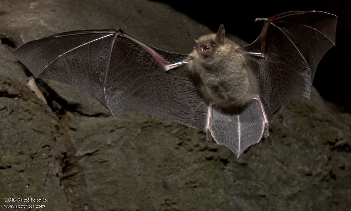 Cave Myotis (Myotis velifer), Comal County, Texas, USA. I run the Department of Conservation & Research for the San Antonio Zoo. We work with subterranean species from around the world. Among the species we encounter on our bioinventory trips to caves across the United States are bats. I've been playing around with the Phototrap system and this is one of the images we landed in Comal County, Texas, USA.<br />
This is the Cave Myotis (Myotis velifer). The species can contract white nose syndrome but we don't yet know how the fungal infection is impacting this species, particularly in the southern portion of its range. Cave Myotis,Cave myotis,Comal County,Myotis velifer,Phototrap,Texas,bat,subterranean species,white nose syndrome