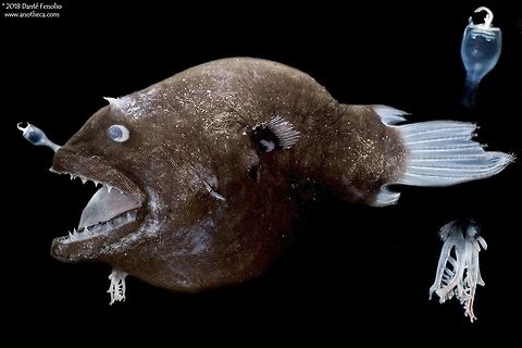 Bearded Netdevil (Linophryne sp.) from the Gulf of Mexico, between 1,200 and 1,500 meters depth. This is a female anglerfish from the family Linophrynidae and the genus Linophryne, known as the &ldquo;Netdevils&rdquo; or "Bearded Seadevils."  Linophryne is a special group of fish because they demonstrate two distinctive modes of bioluminescence, intrinsic bioluminescence and bacterial bioluminescence.  The evolution of both modes in a single species is extremely rare. The esca or &ldquo;lure&rdquo; is filled with bacteria that produce light and live in a symbiosis with the fish (close-up of esca to the upper right, the image is a composite).  The chin barbel or &ldquo;beard&rdquo; glows in the dark via the production of luciferin and luciferase by the fish &ndash; an intrinsic method of light production by the fish itself (close up to the lower right - image is a composite).  This specimen was trawled up in the Gulf of Mexico, 2016, from between 1,200 and 1,500 meters depth.  Image courtesy of the DEEPEND project. Angler Fish,Bearded Seadevils,Deep Sea,Gulf of Mexico,Linophryne,Linophrynidae,Netdevils,anglerfish,bathydemersal,bathypelagic,bioluminescence,bioluminescent,esca,larvae,larval female,mesopelagic,nekton,pelagos