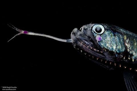 G&uuml;nther&rsquo;s Boafish (Stomias affinis) trawled from between the surface and 650 meters depth in the Gulf of Mexico. G&uuml;nther&rsquo;s Boafish (Stomias affinis) is a dragonfish. A barbel extends from the lower jaw of the fish with a bioluminescent lure attached to the end.  The lure is used to draw in prey items, close to the tooth filled mouth.  Anything that comes in too close is dinner. This individual was trawled from between the surface and 650 meters depth in the Gulf of Mexico.
https://www.jungledragon.com/image/59658/gnthers_boafish_stomias_affinis_from_the_gulf_of_mexico_650_meters_depth_september_2011.html Deepsea,Gulf of Mexico,G&uuml;nther's boafish,G&uuml;nther&rsquo;s Boafish,Life in the dark,Stomias affinis,Stomiidae,barbel,bathypelagic,bioluminescence,bioluminescent,deep sea fish,dragonfish,large teeth,lure,mesopelagic,nekton,pelagos,photophore,predator