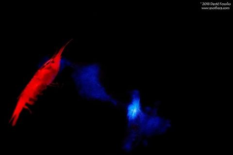 Deep water shrimp (Oplophorus gracilirostris) as it secretes a cloud of bioluminescent fluid as a defensive mechanism Some species of deep water shrimp are capable of secreting a cloud of bioluminescent fluid as an escape mechanism when dealing with potential predators.  This deep water shrimp (Oplophorus gracilirostris) is releasing the fluid in this image and the cloud is glowing - no flash was used to take this shot.  The hypothesis for this display is that a predator is momentarily distracted by the sudden appearance of a glowing cloud of material which gives the shrimp time enough to escape.  The shrimp was encountered during the DEEPEND project (www.deependconsortium.org) in the Gulf of Mexico.  It was trawled from between 300 and 600 meters depth at night.                          Deep water shrimp,Deepsea,Life in the dark,Luminous shrimp,Oplophorus gracilirostris,bioluminescence,bioluminescent,deep sea ecology,defensive mechanism,glowing secretion,predator evasion