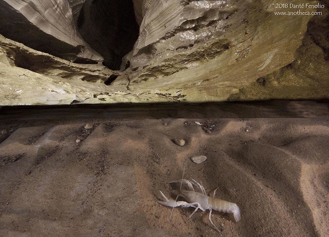 Appalachian Cave Crayfish (Cambarus packardi) in a cave stream, Kentucky, USA. During cave bioinventories we perform as part of our subterranean biodiversity projects in the Department of Conservation &amp; Research at the San Antonio Zoo, I do a lot of swimming in cave streams.  The point of bringing a camera with an aquatic housing is to capture subterranean wildlife as one would see them when working below ground.  This is an Appalachian Cave Crayfish (Cambarus packardi) that I photographed in a cave stream, Kentucky, USA.  I have worked to develop my skills with "1/2 and 1/2" images in cave streams (half above and half below the water line).  This was once of the early results. Appalachian Cave Crayfish,Cambarus packardi,Kentucky,Life in the dark,cave fauna,cave river,crustacean,groundwater ecology,stygobite,subterranean stream,subterranean wildlife,troglobite,troglomorphic