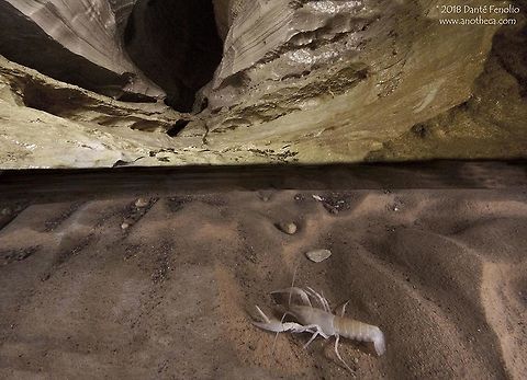 Appalachian Cave Crayfish (Cambarus packardi) in a cave stream, Kentucky, USA. During cave bioinventories we perform as part of our subterranean biodiversity projects in the Department of Conservation & Research at the San Antonio Zoo, I do a lot of swimming in cave streams.  The point of bringing a camera with an aquatic housing is to capture subterranean wildlife as one would see them when working below ground.  This is an Appalachian Cave Crayfish (Cambarus packardi) that I photographed in a cave stream, Kentucky, USA.  I have worked to develop my skills with "1/2 and 1/2" images in cave streams (half above and half below the water line).  This was once of the early results. Appalachian Cave Crayfish,Cambarus packardi,Kentucky,Life in the dark,cave fauna,cave river,crustacean,groundwater ecology,stygobite,subterranean stream,subterranean wildlife,troglobite,troglomorphic