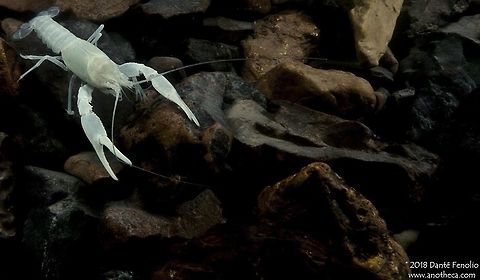 The Oklahoma Cave Crayfish (Cambarus tartarus) in a Delaware County, Oklahoma, cave stream. The Oklahoma Cave Crayfish (Cambarus tartarus) is listed as a critically endangered species by the International Union for Conservation of Nature (IUCN). The species is only known from the subterranean waters of three cave systems in Delaware County, Oklahoma. Why should you care about a crayfish that lives in groundwater? Careful management of groundwater resources will benefit both wildlife and humans. For example, contamination and over-harvest of groundwater threaten both cave crayfish and humans living on the surface. Around the globe, groundwater is often harvested faster than rainfall can replace it. Further, the health of groundwater wildlife populations will reflect the quality of the groundwater in which they live. Careful monitoring of groundwater wildlife populations can tell us much about subterranean waters and contaminants therein. Management of groundwater as a renewable resource is an important point considering that roughly 50% of all Americans now rely directly on groundwater for their freshwater needs. Let&rsquo;s protect our groundwater resources... for our children and for the wildlife living there.  This individual was photographed on the Ozark Plateau National Wildlife Refuge while working with officials from the United States Fish and Wildlife Service. Cambarus tartarus,Delaware County,Life in the dark,Oklahoma,Oklahoma Cave Crayfish,Oklahoma cave crayfish,cave stream,critically endangered,crustacean,groundwater wildlife,imperiled species,stygobitic,subterranean river,troglomorphic