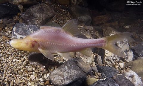 Humpback Golden Line Barbel