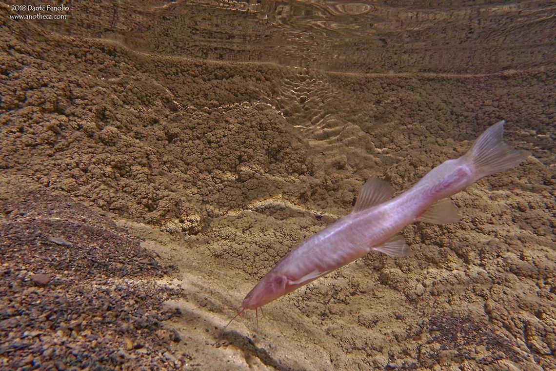 Chinese Cave Loach (Triplophysa dongganensis) Guangxi, China, in a cave stream. The Chinese Cavefish Working Group is a collaboration with the San Antonio Zoo, the Chinese Academy of Sciences, The New Jersey Institute of Technology, The University of Alabama - Huntsville, and Louisiana State University.  The project has had a few years of National Geographic - China funding.  This made obtaining images of groundwater wildlife in cave streams a priority.  This was one of the resulting images - a Chinese Cave Loach (Triplophysa dongganensis) in Guangxi, China. China,Chinese Cave Loach,Guangxi,Triplophysa dongganensis,blind fish,cave adapted,cave river,groundwater wildlife,stygobiont,stygobitic,subterranean stream