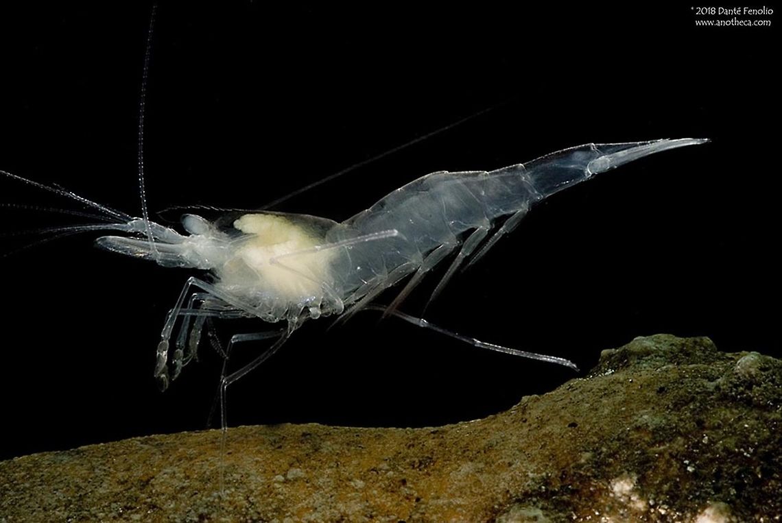 The Balcones Cave Shrimp (Palaemonetes antrorum) in Texas, USA. The Balcones Cave Shrimp (Palaemonetes antrorum) is an endangered groundwater species only found in the Edward&rsquo;s Aquifer of Texas, USA.  Typical of species adapted to subterranean habitats, they lack pigment and eyes.  Groundwater extraction and contamination threaten this species.   Balcones Cave Shrimp,Edward’s Aquifer,IUCN Endangered,Life in the dark,Nature Serve G2-G3,Palaemonetes antrorum,Palaemonidae,Texas Cave Shrimp,cave,cave life,groundwater,groundwater fauna,stygobite,stygobitic,subterranean fauna,t roglobite,troglobitic,troglomorphic