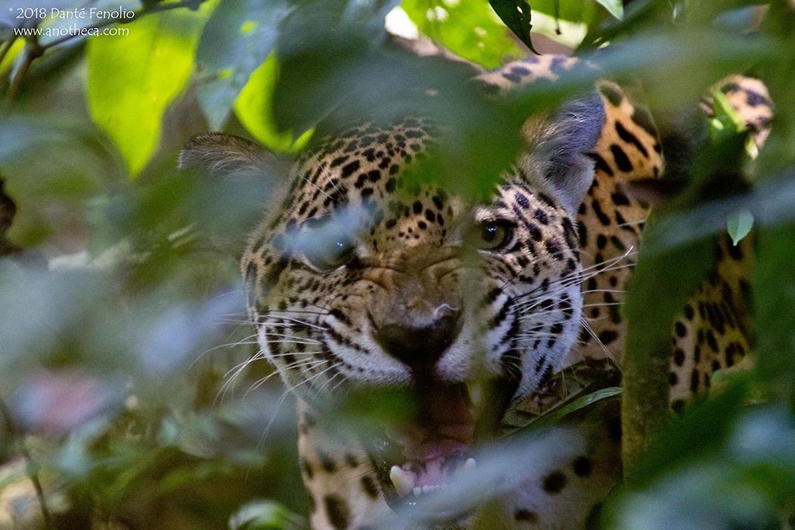 Jaguar (Panthera onca) I wanted to share a special encounter I had in a different corner of the upper Amazon Basin - I call this one &quot;Breakfast with a Jaguar.&quot; Many years ago I was in Bolivia&rsquo;s crown jewel, Madidi National Park, guiding an ecotour for GreenTracks. With regard to the upper Amazon Basin, this region has some endemic species but there is a lot of overlap with eastern Peru. It was real work to get into the area we visited but once there, we spent our days hiking across huge stands of primary forest. We enjoyed the edges of streams where hundreds of butterflies greedily lapped up salts left by receding waters on the banks. There were orchids, strange fungi, and mats of epiphytic plants unlike any I had seen before. We got the howler monkey serenade each morning with a roar that sounded like storms off in the distance. We canoed in lakes and streams where caiman thrive (Caiman crocodilus, and Paleosuchus palpebrosus), with constant rumors of the presence of giant individuals of the reclusive Black Caiman (Melanosuchus niger). <br />
I had never been in forest like this. When I say &ldquo;forest like this,&rdquo; what I mean is it took four days of hard travel to get there: by commercial airliner, then military transport, then motorized canoe, and finally on foot. Trees with trunks ten feet across (or more) were everywhere. I wondered how many centuries old they were? In places, the canopy towered 30 or more meters (100+ feet) above us. Thick clouds of mist wafted along creeks and trails. The sounds of dozens of birds and insects echoed through the heavy forest air. This place had never experienced logging rigs, never had the screech of rush hour traffic rattle through its branches, nor had it been exposed to the stench of fresh industrial contaminants. <br />
It&rsquo;s hard to put into words but there was much more going on in this forest. The hardest thing to explain is how this forest felt. I was struck immediately by its energy. It sounds corny but the essence of this place was as real as anything that I saw or listened to while there. One of the things I love the most about guiding ecotours is watching people&rsquo;s faces as they experience the magnificence of rainforest. Their expressions and the connection with the forest make all the effort worthwhile. This time, everyone had the same sensations and everyone felt what I did.<br />
Birds and monkeys loudly announced sunrise as we made our way across a hilly, fog-shrouded trail. A rain the previous evening had left everything dripping. The smell of decomposing vegetation hung heavy in the air. Dozens of birds chattered in the distance. The group was far to the rear as I hiked up a hillside. The bird sounds became much louder and, as I crested the hill and made my way around the buttress of a massive tree, the reason became apparent. A large palm had dropped loads of brightly colored ripe fruit on the ground. Parrots in low branches and on the ground created a din that was nearly deafening. <br />
A slight movement caught my eye or perhaps I just got lucky, I&rsquo;m not sure. I froze in my tracks. Some three meters (~10 feet) from me, and watching the birds from the other side of the tree trunk, was a massive male jaguar (Panthera onca). It was immediately aware of my presence but was obviously as startled as I was. I&rsquo;m guessing that the sound from the birds had masked my approach. Thoughts flashed through my mind. The idea of a close encounter with a large cat had never bothered me, but now I was having a close encounter with one that appeared to weigh hundreds of pounds! It was amazing to behold: sleek, wonderfully colored and patterned&hellip;but it was staring at me. After all the years in tropical forests I&rsquo;d never seen one up close. It must have been hunting the birds. One word hung up in my thoughts: hunting. The cat could be on me in a single bound and there were no climbable trees within easy reach&hellip; Who was I kidding? Jaguars are superb tree climbers. Even with these thoughts, I never felt scared &ndash; just aware of what was happening, and of what could happen. An eternity seemed to pass in just a few seconds. My heart was beating rapidly; I felt the blood pulse through my neck. A few more long seconds passed as we stared at one another. Without warning, the cat seemed to decide that I wasn&rsquo;t that interesting. I watched as it seemed to relax its muscles. With a twitch of its tail, it turned and casually walked toward a patch of thick undergrowth. The movement was fluid and silent but it caught the birds&rsquo; attention. In a cloud of bright colors, fluttering wings, and alarm calls, the parrots made their way to the safety of the canopy. The rush distracted me momentarily and when I looked back, the jaguar was gone. It had simply disappeared. <br />
A companion caught up with me at that point and saw the look on my face. I quickly described the encounter and we stood motionless, scanning the undergrowth. Minutes passed in relative silence. We walked perhaps 50 meters down the trail and stopped to listen again. Then in front of us and on the opposite side of the trail a twig snapped. The big cat was still with us! It dawned on me that it had moved over 100 meters (over 325 feet) without making a sound until that twig snapped. It looked on, motionless, from another cluster of thick undergrowth at the edge of a treefall. We stared back in silence. It matched my stare with interest while I grew increasingly uncomfortable. A sound from another hiker drew my gaze, and when I looked back the cat had vanished again. One after another, companions caught up, listened intently, and stood quietly searching the area around us. This time the cat was gone.<br />
I learned a lot that morning: Big cats are silent. Even jaguars can be surprised by unwary hikers. Jaguars can be curious. I&rsquo;m not nearly as large as an adult jaguar. Jaguars are among the most beautiful creatures I have ever seen in person. <br />
Great experiences continued through that trip. We saw a young jaguar eating an agouti (Dasyprocta sp.) the very next day and a friend at the lodge saw a spectacled bear (Tremarctos ornatus). One key lesson I have learned by making repeat trips to the same general areas of the Amazon, no two trips are alike and you never know what you are going to see on any given hike. The forest is always teaching me things and slowly revealing its secrets. It&rsquo;s why I continue to go back.<br />
 Amazon Basin,Bolivia,Jaguar,Madidi National Park,Panthera onca,big cat,rainforest species