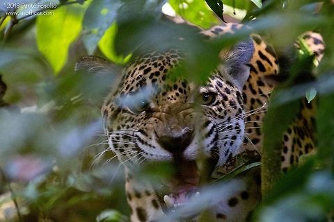 Jaguar (Panthera onca) I wanted to share a special encounter I had in a different corner of the upper Amazon Basin - I call this one "Breakfast with a Jaguar." Many years ago I was in Bolivia’s crown jewel, Madidi National Park, guiding an ecotour for GreenTracks. With regard to the upper Amazon Basin, this region has some endemic species but there is a lot of overlap with eastern Peru. It was real work to get into the area we visited but once there, we spent our days hiking across huge stands of primary forest. We enjoyed the edges of streams where hundreds of butterflies greedily lapped up salts left by receding waters on the banks. There were orchids, strange fungi, and mats of epiphytic plants unlike any I had seen before. We got the howler monkey serenade each morning with a roar that sounded like storms off in the distance. We canoed in lakes and streams where caiman thrive (Caiman crocodilus, and Paleosuchus palpebrosus), with constant rumors of the presence of giant individuals of the reclusive Black Caiman (Melanosuchus niger). 
I had never been in forest like this. When I say “forest like this,” what I mean is it took four days of hard travel to get there: by commercial airliner, then military transport, then motorized canoe, and finally on foot. Trees with trunks ten feet across (or more) were everywhere. I wondered how many centuries old they were? In places, the canopy towered 30 or more meters (100+ feet) above us. Thick clouds of mist wafted along creeks and trails. The sounds of dozens of birds and insects echoed through the heavy forest air. This place had never experienced logging rigs, never had the screech of rush hour traffic rattle through its branches, nor had it been exposed to the stench of fresh industrial contaminants. 
It’s hard to put into words but there was much more going on in this forest. The hardest thing to explain is how this forest felt. I was struck immediately by its energy. It sounds corny but the essence of this place was as real as anything that I saw or listened to while there. One of the things I love the most about guiding ecotours is watching people’s faces as they experience the magnificence of rainforest. Their expressions and the connection with the forest make all the effort worthwhile. This time, everyone had the same sensations and everyone felt what I did.
Birds and monkeys loudly announced sunrise as we made our way across a hilly, fog-shrouded trail. A rain the previous evening had left everything dripping. The smell of decomposing vegetation hung heavy in the air. Dozens of birds chattered in the distance. The group was far to the rear as I hiked up a hillside. The bird sounds became much louder and, as I crested the hill and made my way around the buttress of a massive tree, the reason became apparent. A large palm had dropped loads of brightly colored ripe fruit on the ground. Parrots in low branches and on the ground created a din that was nearly deafening. 
A slight movement caught my eye or perhaps I just got lucky, I’m not sure. I froze in my tracks. Some three meters (~10 feet) from me, and watching the birds from the other side of the tree trunk, was a massive male jaguar (Panthera onca). It was immediately aware of my presence but was obviously as startled as I was. I’m guessing that the sound from the birds had masked my approach. Thoughts flashed through my mind. The idea of a close encounter with a large cat had never bothered me, but now I was having a close encounter with one that appeared to weigh hundreds of pounds! It was amazing to behold: sleek, wonderfully colored and patterned…but it was staring at me. After all the years in tropical forests I’d never seen one up close. It must have been hunting the birds. One word hung up in my thoughts: hunting. The cat could be on me in a single bound and there were no climbable trees within easy reach… Who was I kidding? Jaguars are superb tree climbers. Even with these thoughts, I never felt scared – just aware of what was happening, and of what could happen. An eternity seemed to pass in just a few seconds. My heart was beating rapidly; I felt the blood pulse through my neck. A few more long seconds passed as we stared at one another. Without warning, the cat seemed to decide that I wasn’t that interesting. I watched as it seemed to relax its muscles. With a twitch of its tail, it turned and casually walked toward a patch of thick undergrowth. The movement was fluid and silent but it caught the birds’ attention. In a cloud of bright colors, fluttering wings, and alarm calls, the parrots made their way to the safety of the canopy. The rush distracted me momentarily and when I looked back, the jaguar was gone. It had simply disappeared. 
A companion caught up with me at that point and saw the look on my face. I quickly described the encounter and we stood motionless, scanning the undergrowth. Minutes passed in relative silence. We walked perhaps 50 meters down the trail and stopped to listen again. Then in front of us and on the opposite side of the trail a twig snapped. The big cat was still with us! It dawned on me that it had moved over 100 meters (over 325 feet) without making a sound until that twig snapped. It looked on, motionless, from another cluster of thick undergrowth at the edge of a treefall. We stared back in silence. It matched my stare with interest while I grew increasingly uncomfortable. A sound from another hiker drew my gaze, and when I looked back the cat had vanished again. One after another, companions caught up, listened intently, and stood quietly searching the area around us. This time the cat was gone.
I learned a lot that morning: Big cats are silent. Even jaguars can be surprised by unwary hikers. Jaguars can be curious. I’m not nearly as large as an adult jaguar. Jaguars are among the most beautiful creatures I have ever seen in person. 
Great experiences continued through that trip. We saw a young jaguar eating an agouti (Dasyprocta sp.) the very next day and a friend at the lodge saw a spectacled bear (Tremarctos ornatus). One key lesson I have learned by making repeat trips to the same general areas of the Amazon, no two trips are alike and you never know what you are going to see on any given hike. The forest is always teaching me things and slowly revealing its secrets. It’s why I continue to go back.
 Amazon Basin,Bolivia,Jaguar,Madidi National Park,Panthera onca,big cat,rainforest species