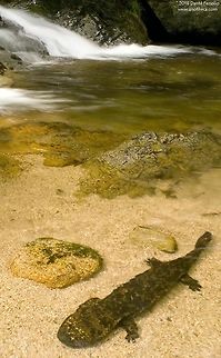 Japanese giant salamander