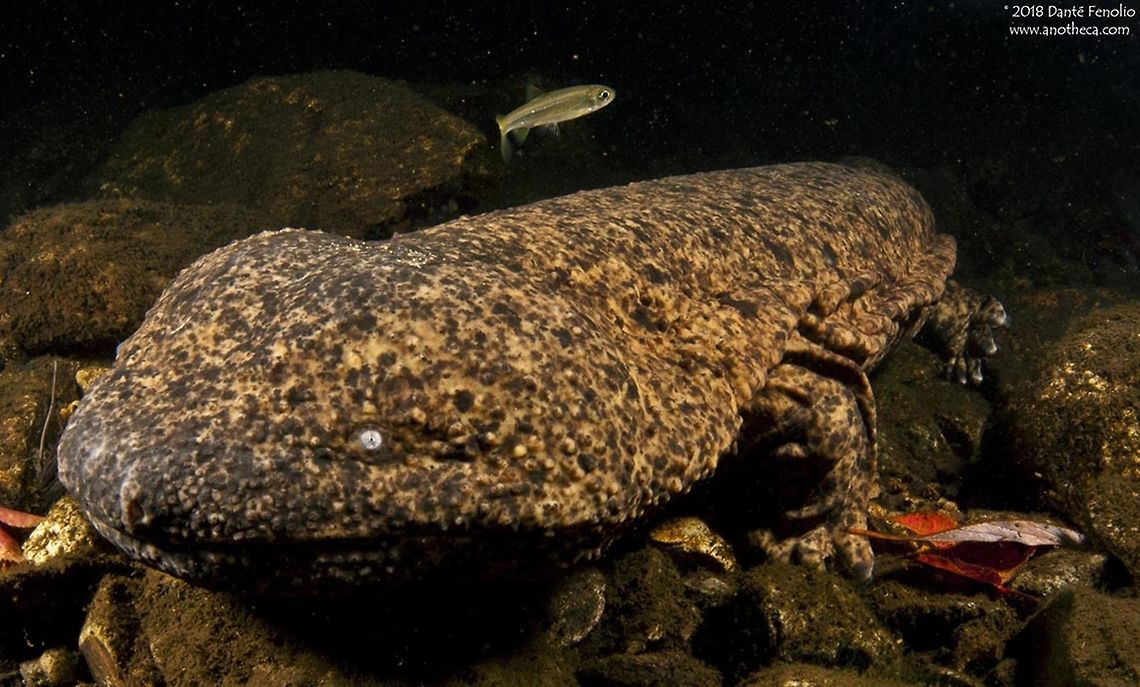 A Japanese Giant Salamander (Andrias japonicus) in-situ, Hyogo Prefecture, Japan. The Department of Conservation and Research at the San Antonio Zoo works with Japanese biologists to conserve Japanese Giant Salamanders (Andrias japonicus). One project implements "salamander ladders" to help reconnect formerly isolated populations after the implementation of dams along the rivers where the amphibians live. The salamanders can not move around the dams and need assistance - the ladders allow movement around the impoundments.  Andrias japonicus,Hyogo Prefecture,Japan,Japanese Giant Salamanders,Japanese giant salamander,amphibian decline,cryptobranchidae,endangered species,imperiled species,in-situ