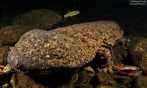 A Japanese Giant Salamander (Andrias japonicus) in-situ, Hyogo Prefecture, Japan. The Department of Conservation and Research at the San Antonio Zoo works with Japanese biologists to conserve Japanese Giant Salamanders (Andrias japonicus). One project implements "salamander ladders" to help reconnect formerly isolated populations after the implementation of dams along the rivers where the amphibians live. The salamanders can not move around the dams and need assistance - the ladders allow movement around the impoundments.  Andrias japonicus,Hyogo Prefecture,Japan,Japanese Giant Salamanders,Japanese giant salamander,amphibian decline,cryptobranchidae,endangered species,imperiled species,in-situ