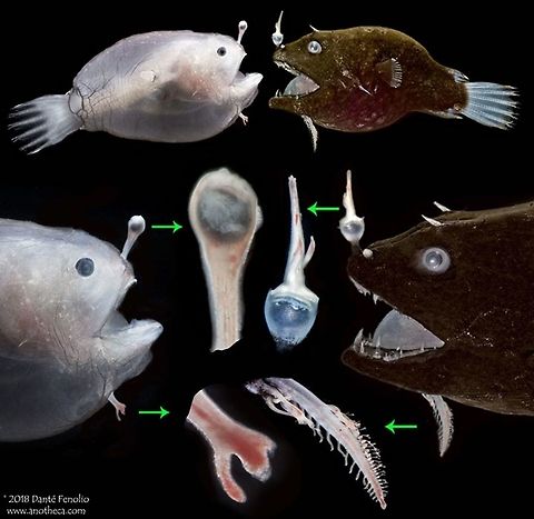 Composite image: the Netdevil (Linophryne sp.) development - larval individual (left) and adult (right) One of the benefits that come from repeated research trips to the same locations for deep sea trawling is that as you perform more and more trawls, you begin to see different developmental stages of the same species. In this figure, I am comparing developmental stages of a fantastic anglerfish: a larval stage (left) and adult (right) Netdevil (Linophryne sp.). There are a few cool things about this fish: (1) that I am aware, this is the only group of fishes that evolved two entirely different bioluminescence systems. The "beard" that hangs off of the chin glows in the dark by way of "intrinsic bioluminescence" or light produced by the fish its self. The lure is "symbiotic bioluminescence" or light produced by a bacterial symbiote. Exceptionally rare to have both systems evolve in the same organism. If you have an example where this occurs in another group of fish, please let me know. (2) Males of this family are parasitic on the females in that a male that finds a female bites her and holds on. Ultimately, her skin grafts with his and her circulatory system connects with his. From that point on, she sustains him. He becomes a built in sperm factory. Trawled from the Gulf of Mexico between 1,200 and 1,500m depth during the DEEPEND project (www.deependconsortium.org). The diversity of life in the water columns of the world's oceans is outstanding. We need to do more to protect it from things like oil spills, commercial deep water fishing, and dumping of waste into our oceans. This species photographed during the DEEPEND project (www.deependconsortium.org). Deep Sea,Deepsea,Life in the dark,Linophryne,Netdevil,angler fish,anglerfish,bacterial symbiosis,deep sea fauna,esca,intrinsic bioluminescence,parasitic male,symbiotic bioluminescence,symbiotic relationship