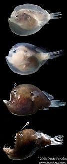 Composite Image: Black Seadevil (Melanocetus sp) developmental stages Black Seadevil, Melanocetus sp., developmental stages from the Gulf of Mexico.  Depicting early developmental stages of the illicium and esca in the top three fishes &ndash; the oldest and most mature female fish is the bottom individual. Image courtesy of the DEEPEND project (www.deependconsortium.org). 

 Black Seadevil,Deep Sea,Deepsea,Gulf of Mexico,Life in the dark,Lophiiformes,Melanocetus sp.,Oneirodidae,abyssopelagic,anglerfish,bethypelagic,bioluminescence,bioluminescent bacteria,deep water fauna,esca,illicium,lure,mesopelagic,predator,symbiosis
