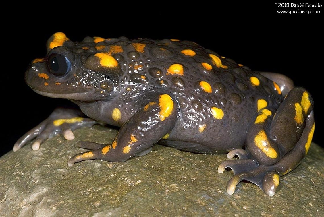 The Montaine False Toad (Telmatobufo venustus) from Southern Chile. The Montaine False Toad (Telmatobufo venustus) is an endemic of Chile.  It inhabits montaine forests and lives along drainage systems.  The species is known from relatively few specimens and is considered seriously imperiled owing to habitat alteration in the very small range from which it is known.  It may also suffer from emergent infectious amphibian diseases as the entire assemblage of South Chilean amphibians have been exposed to amphibian chytrid fungus and other emergent infectious pathogens. Calyptocephalellidae,Chile,Montaine False Toad,Telmatobufo venustus,amphibian decline,endangered species