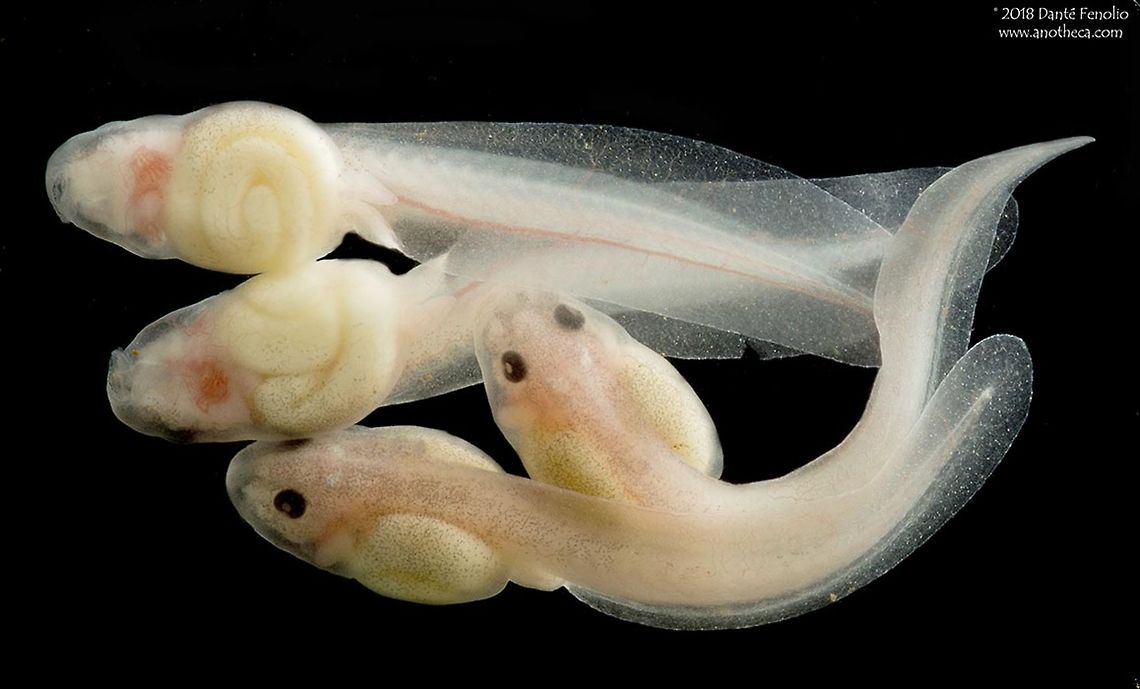 Rosy Ground Frog (Eupsophus roseus) tadpoles from Southern Chile. The Rosy Ground Frog (Eupsophus roseus) deposits its eggs in rainwater filled depressions - particularly beneath rocks and logs on the forest floor.  They will also deposit eggs below rocks at the edge of streams.  These tadpoles were found in a terrestrial nest at the edge of a small stream and photographed.  The frogs are endemic to the temperate rainforest of southern Chile.   Alsodidae,Chile,Eupsophus roseus,Ground Frog,Rosy Ground Frog,amphibian decline,imperiled species,temperate rainforests,terrestrial amphibian,terrestrial nest