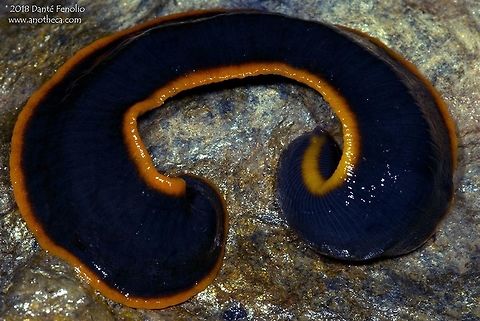Large Terrestrial Leach (Americobdella valdiviana), Oncol, Chile. A number of large terrestrial leeches exist around the world. This one (Americobdella valdiviana) is endemic to the humid temperate rainforests of southern Chile. Several color morphs exist – including a solid yellow morph. People often think that all leeches are parasites, feeding off of the blood of other animals. In fact, quite a few leeches are not parasitic. In our case here, this species eats earthworms and grows to an impressive 6 to 10 inches long. We often find these animals below rocks at the edge of streams – they seem to like living on wet substrate. All of the wildlife in Southern Chile faces real threats. Hydroelectric dams have been implemented with more proposed. These dams flood the temperate rainforest in the valleys behind them. Much of the temperate rainforests of the region have been removed and replaced with silviculture – usually growing exotic varieties of pine with rapid growth rates. The pine trees, as well as non-native eucalyptus, change the chemistry of streams and drastically change the nature of the leaf litter. Few native species are able to move into these stands of non-native trees. What remains of the temperate forests of the region are cut up into mostly isolated forest fragments. As the distance of forest fragments increases, the ability of species to move between the fragments decreases. This produces genetically isolated populations that have a diminished probability of surviving through time owing to reduced genetic diversity. Temperate rainforests were never a common forest type anywhere in the world. We need to do everything we can to protect the little that remains and the species that inhabit them. Americobdella valdiviana,Chile,Geotagged,Nothofagus forest,Patagonia,Terrestrial leech,Winter,biodiversity,coastal rainforest,earthworm eating,endemic Chilean fauna,endemic species,habitat loss,humid forest,non-parasitic