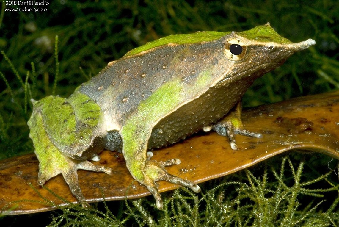 Darwins Frog (Rhinoderma darwinii) from Southern Chile. Darwin’s Frogs (Rhinoderma darwinii) were "discovered" by Charles Darwin on his famous Beagle voyage - folks had known of them prior but this was the first biologist that brought them into focus with regard to western science. Both species of Darwin’s Frogs employ a unique reproductive behavior. Males brood their developing tadpoles inside of their vocal sacs. Female Darwin’s frogs deposit eggs on the damp forest floor of the temperate rainforests of Chile and Argentina. Males fertilize the eggs and remain nearby. Just after the eggs hatch, the male takes the tadpoles into his mouth and manipulates them through a hole below his tongue and into his vocal sac. They will remain there and pass all the way through development and into small frogs in Rhinoderma darwinii. When the babies are ready to live on their won, the male literally “coughs” up fully developed miniatures of the adults. Rhinoderma rufum “coughs” up late stage tadpoles into pools of water. These frogs are endangered. R. rufum has not been observed in over 30 years. Rhinoderma darwinii’s range has declined owing to emergent infectious disease and habitat loss. This individual was photographed in Southern Chile. This is one of the focal species for the collaboration between the San Antonio Zoo, the Austral University, and the National Zoo of Chile in Santiago. The program is the "Chilean Amphibian Conservation Center" and works to develop captive husbandry methods for the most endangered of Chile's frogs. The project also monitors emergent infectious disease in wild populations of amphibians in Chile.<br />
<br />
Chilean rainforest species,Cycloramphidae,Darwins frog,Darwin’s Frogs,Patagonia,Rhinoderma darwinii,Rhinodermatidae,declining amphibian,emergent infectious amphibian diseases,habitat loss,imperiled species IUCN VU vulnerable,parental care,temperate rainforest endemic,vocal sac brooding