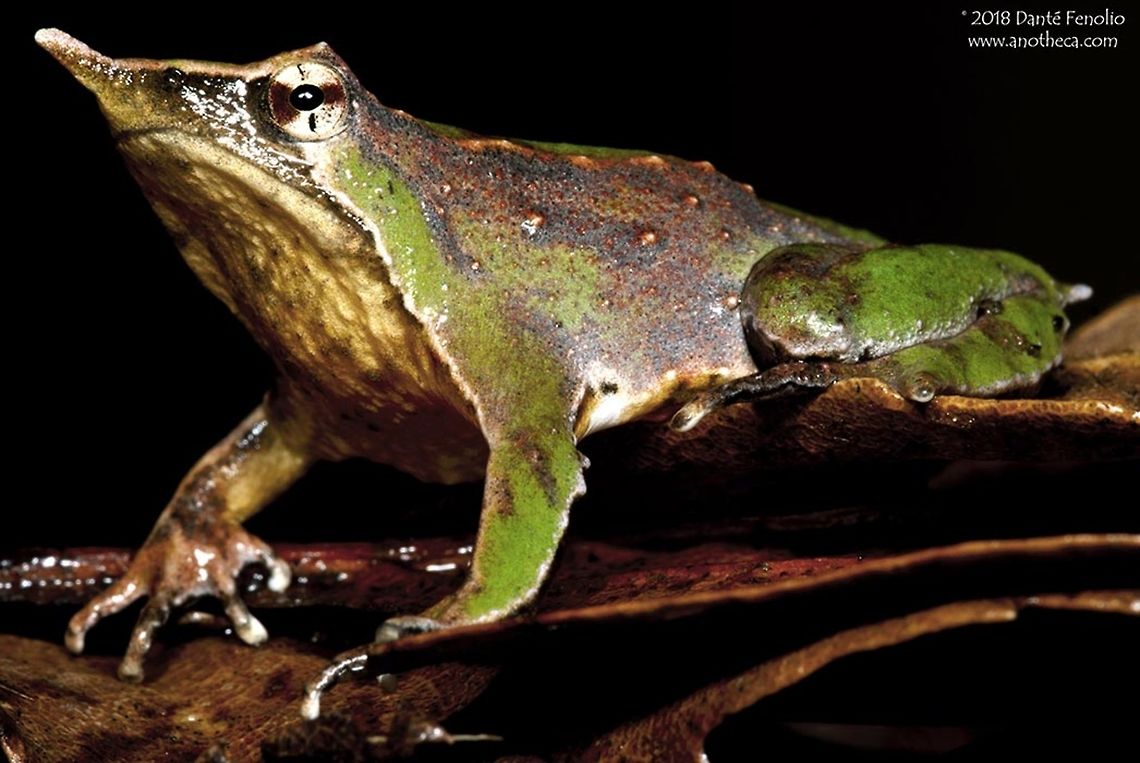 Darwins Frog (Rhinoderma darwinii) from Southern Chile. Darwin&rsquo;s Frogs (Rhinoderma darwinii) were "discovered" by Charles Darwin on his famous Beagle voyage - folks had known of them prior but this was the first biologist that brought them into focus with regard to western science. Both species of Darwin&rsquo;s Frogs employ a unique reproductive behavior. Males brood their developing tadpoles inside of their vocal sacs. Female Darwin&rsquo;s frogs deposit eggs on the damp forest floor of the temperate rainforests of Chile and Argentina. Males fertilize the eggs and remain nearby. Just after the eggs hatch, the male takes the tadpoles into his mouth and manipulates them through a hole below his tongue and into his vocal sac. They will remain there and pass all the way through development and into small frogs in Rhinoderma darwinii. When the babies are ready to live on their won, the male literally &ldquo;coughs&rdquo; up fully developed miniatures of the adults. Rhinoderma rufum &ldquo;coughs&rdquo; up late stage tadpoles into pools of water. These frogs are endangered. R. rufum has not been observed in over 30 years. Rhinoderma darwinii&rsquo;s range has declined owing to emergent infectious disease and habitat loss. This individual was photographed in Southern Chile. This is one of the focal species for the collaboration between the San Antonio Zoo, the Austral University, and the National Zoo of Chile in Santiago. The program is the "Chilean Amphibian Conservation Center" and works to develop captive husbandry methods for the most endangered of Chile's frogs. The project also monitors emergent infectious disease in wild populations of amphibians in Chile. Chilean rainforest species,Cycloramphidae,Darwins frog,Darwin&rsquo;s Frogs,IUCN VU vulnerable,Patagonia,Rhinoderma darwinii,Rhinodermatidae,declining amphibian,emergent infectious amphibian diseases,habitat loss,imperiled species,parental care,temperate rainforest endemic,vocal sac brooding