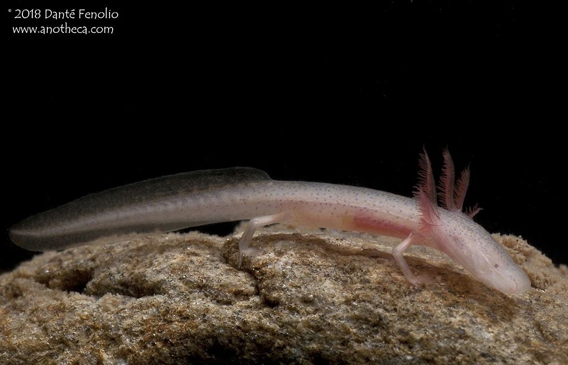Georgia Blind Salamander (Eurycea wallacei) The Georgia Blind Salamander, Eurycea wallacei (=Haideotriton), is an obligate inhabitant of groundwater.  This species only lives in the Floridan Aquifer and is known from sites in both Florida and Georgia.  Excessive removal of groundwater and contamination of the resource threatens this species with intensive agricultural activities taking place on the surface above the Floridan Aquifer.  The IUCN lists the species as vulnerable, Florida lists the species as a &ldquo;species of special concern&rdquo; and Georgia lists the species as &ldquo;threatened.&rdquo;  The suite of characters associated with life below ground are readily observable in this species with a decrease in pigment, no eyes, a flattened and spade shaped head, and neoteny (reproductive capability in a larval body form).  These images were taken in Georgia. Eurycea wallacei,Florida fauna,Georgia Blind Salamander,Georgia Fauna,Haideotriton,Life in the dark,Plethodontidae,aquifer inhabiting species,cave salamander,groundwater fauna,lungless salamander,obligate hypogean species,stygobitic species,subterranean species,troglomorphic,troglomorphism