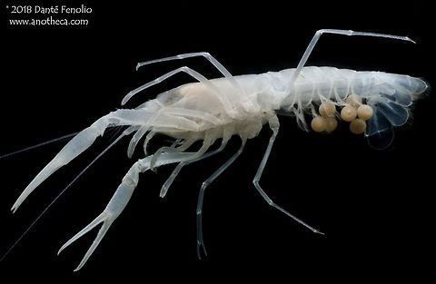 Dougherty Plain Cave Crayfish (Cambarus cryptodytes) - a female in berry (with eggs). The Dougherty Plain Cave Crayfish, Cambarus cryptodytes, is an obligate inhabitant of groundwater.  This species only lives in the Floridan Aquifer and is known from sites in both Florida and Georgia.  Groundwater contamination threatens this species with intensive agricultural activities taking place on the surface above the Floridan Aquifer.  As with all crayfish, females lay eggs, which are attached to the bottom of her tail.  The eggs develop beneath the female&rsquo;s tail until they hatch.  The babies remain beneath her tail for a week or two before dropping off and living alone.  One difference between surface crayfish and cave crayfish is that cave crayfish likely don&rsquo;t breed each year and when they do, they have far fewer babies than surface species.  There simply are not a lot of food resources in most subterranean waterways to support large populations of cave crayfish.  This image was taken from the Center for Conservation at the San Antonio Zoo after the species was bred in captivity. Cambaridae,Cambarus cryptodytes,Dougherty Plains Cave Crayfish,Life in the dark,aquifer inhabiting species,cave crayfish,egg brooding,groundwater fauna,maternal care,obligate hypogean species,parental care,parental investment,reproduction,stygobitic species,subterranean species,troglomorphic,troglomorphism