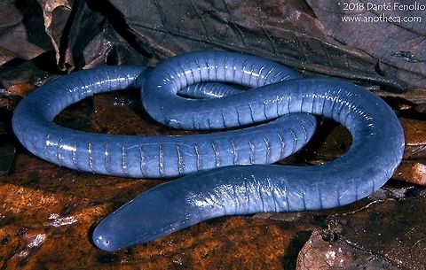 A caecilian (Caecilia sp.) from the Amazon Basin in Peru. This caecilian is in the genus Caecilia and was encountered in the Peruvian Amazon Basin.  At just under 1 meter in length (2.8 feet) and with bright blue coloration, this species also has enormous teeth.   Amazon Basin,Caecilia,Caecilian,Caeciliidae,amphibia,amphibian,gymnophiona