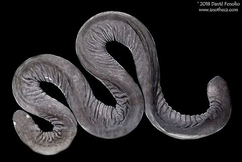 A caecilian (Typhlonectes sp.) from the upper Amazon Basin in Peru. Aquatic caecilians of the genus Typhlonectes are not uncommon in the Upper Amazon Basin, particularly in Peru.  This species of Typhlonectes, most likely T. compressicauda, was encountered in Amazonian Peru, 2012. Amazon Basin,Caecilian,Typhlonectes,Typhlonectidae,amphibia,amphibian,aquatic caecilian,gymnophiona