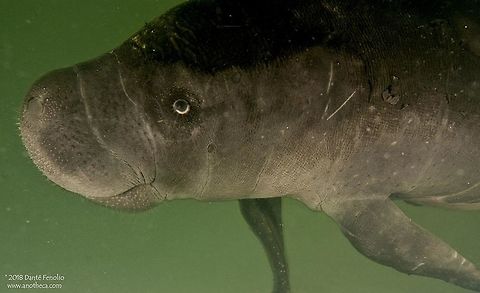 Amazonian Manatee (Trichechus inunguis) from Amazonian Peru. The Amazonian Manatee, Trichechus inunguis, can grow to lengths of 2.8 meters and weigh as much as 500kg.  They inhabit the Amazon, its tributaries, and there is an isolated population on the Essiquibo River in Guyana.  Trapped in large fishing nets and wounded by boat impacts (propeller damage), these gentile giants are often damaged or killed in such incidents.  A rescue center exists in Iquitos, Peru where wounded animals are rehabilitated and then released.   Amazonian Manatee,Amazonian fauna,Amazonian manatee,Peru,Peruvian Amazon,Sirenia,Trichechidae,Trichechus inunguis,aquatic mammals,conservation,rahbilitation facility