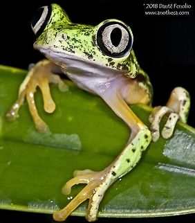 The critically endangered White Eyed Leaf Frog (Agalychnis lemur) in a former conservation program at the Atlanta Botanical Garden. Agalychnis lemur, the white eyed leaf frog, is a critically threatened species (formerly Hylomantis lemur and Phyllomedusa lemur).  The species has endured serious population declines throughout its range in Central America.  Deadly amphibian chytrid fungus is believed to have played a part in the species&rsquo; decline as has habitat destruction.  IUCN lists it as endangered.  The species deposits eggs on leaves above a water source where they develop until they hatch.  Hatching tadpoles drop into the water below.  This individual is from a population in Central Panama. Agalychnis lemur,America,Centra,Hylidae,Hylomantis lemur,IUCN endangered,Phyllomedusa lemur,amphibian decline,chytrid fungus,declining population,habitat destruction,leaf frog,monkey frog,phyllomedusinae,tree frog