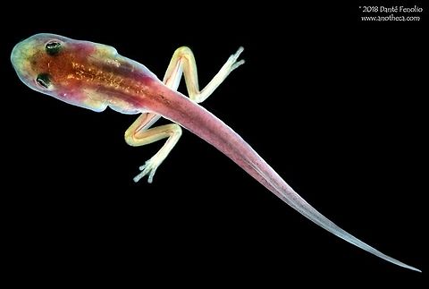 A Fringe-Limbed Glassfrog (Cochranella euknemos) tadpole in a conservation breeding program. Cochranella euknemos, the Fringe-Limbed Glassfrog, inhabits wet forest from Costa Rica south to Colombia. It is a member of the family Centrolenidae. Males call to females above flowing water. Females prepared to breed go to calling males and a clutch of eggs is deposited on leaves above the water. The hatching tadpoles fall into the water below. Frogs of this family typically have translucent ventral surfaces through which the beating heart and all viscera can easily be observed. This tadpole was produced in an amphibian conservation program in 2011, photographed in 2012. Centrolenidae,Cochranella euknemos,glass frog,parental care,reproductive modes,terrestrial egg deposition,the Fringe-Limbed Glassfrog
