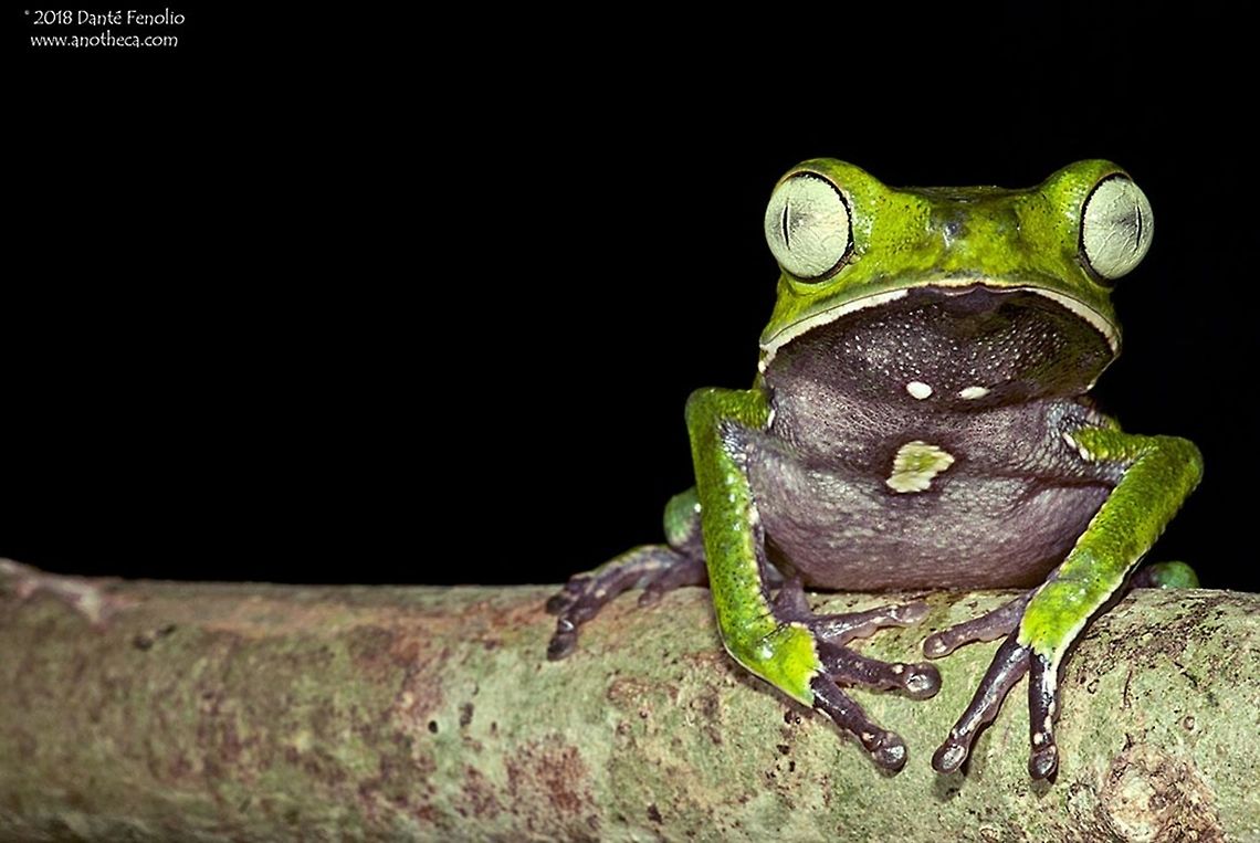 Vaillanti&rsquo;s Leaf Frog (Phyllomedusa vaillantii) in Amazonian Peru. Included in the group of tree frogs known commonly as &ldquo;monkey frogs,&rdquo; Phyllomedusa vaillantii is occasionally encountered in the upper Amazon basin.  Vertical pupils are one of the common characters shared between all phyllomedusine frogs. This species is likely a complex of frogs that will someday be sorted out by taxonomists.  This individual was photographed on a night hike in the Amazon Basin of Peru, 2013. Hylidae,Phyllomedusa vaillantii,Razor-backed monkey frog,Vaillanti&rsquo;s Leaf Frog,White-lined leaf frog,monkey frog,phyllomedusinae,white-lined Leaf Frog