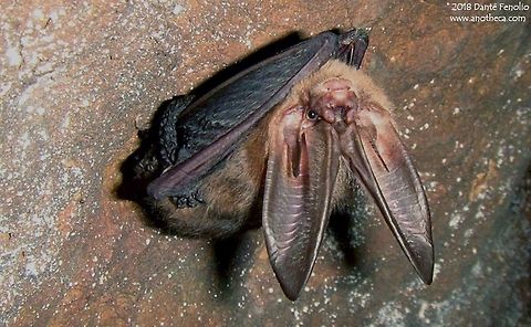 Ozark big-eared bat