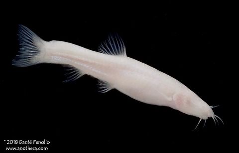 A Small Headed Cave Loach (Triplophysa macrocephala), endemic to a small area of Guangxi, China. The Small Headed Cave Loach, Triplophysa macrocephala, is endemic to a small area of Guangxi, China, and was described in 2012.  This species grows to a length of roughly 4 inches.  This individual was photographed in China, 2014, as part of the field activities of the Chinese Cavefish Working Group.

 China biology,Cypriniformes,Guangxi,Life in the dark,Nemacheilidae,Small Headed Cave Loach,Triplophysa macrocephala,aquatic vertebrate,bioinventory,cave,endangered species,endemic cave fish,fauna,habitat survey,hypogean,stygobiont,stygobite,stygobitic,subterranean,troglobiont