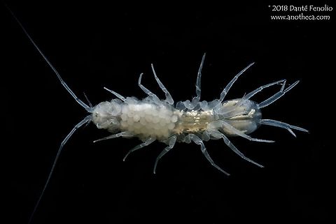 A groundwater isopod (Caecidotea sp.) from the Appalachians - Tennessee, USA.  Female with eggs. Isopods are crustaceans that are related to shrimp and crabs.  Isopods of the genus Caecidotea can be common in subterranean waters in North America.  In some systems they constitute a significant portion of the total biomass present.  They brood their young below their bodies – as is depicted here.  This is a species that was observed in a Tennessee cave in the Appalachians.  It is an obligate groundwater inhabitant and serves as an important member of the food web in the subterranean system where it is found.

 Caecidotea,Cave biology,Isopod,Life in the dark,aquatic invertebrates,bioinventory,crustacean,endangered species,habitat survey,hypogean life,isopod,stygobite,subterranean fauna,troglobite