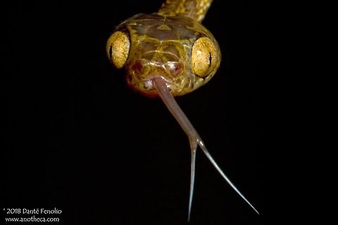 A Blunthead Tree Snake (Imantodes cenchoa) photographed at Selva Verde, Sarapiqu&iacute;, Costa Rica. Blunthead Tree Snake, Imantodes cenchoa, photographed at Selva Verde, Sarapiqu&iacute;, Costa Rica, August 2014.

 Blunt Headed Treesnake,Blunthead Tree Snake,Central America herpetofauna,Common Blunt-headed Tree Snake,Costa Rica,Imantodes cenchoa,arboreal snake,frog eating,frog egg eating,rear fanged snake,vine snake
