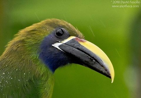 Emerald Toucanet (Aulacorhynchus prasinus) photographed in the rain in Costa Rica. Emerald Toucanet, Aulacorhynchus prasinus, photographed in the rain in Costa Rica, August 2014.

 Aulacorhynchus prasinus,Emerald Toucanet,cloud forest,high elevation