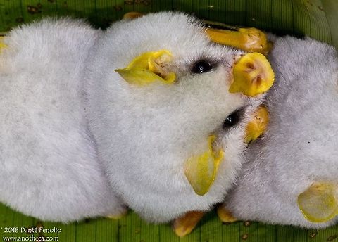A group of Honduran White Bats (Ectophylla alba) at Selva Verde, Sarapiquí, Costa Rica. Living by day beneath a folded over Heliconia leaf, a group of Honduran White Bats, Ectophylla alba, were photographed at Selva Verde, Sarapiquí, Costa Rica, August 2014.

 CHIROPTERA,Ectophylla alba,Honduran White Bat,Honduran white bat,IUCN near threatened,PHYLLOSTOMIDAE