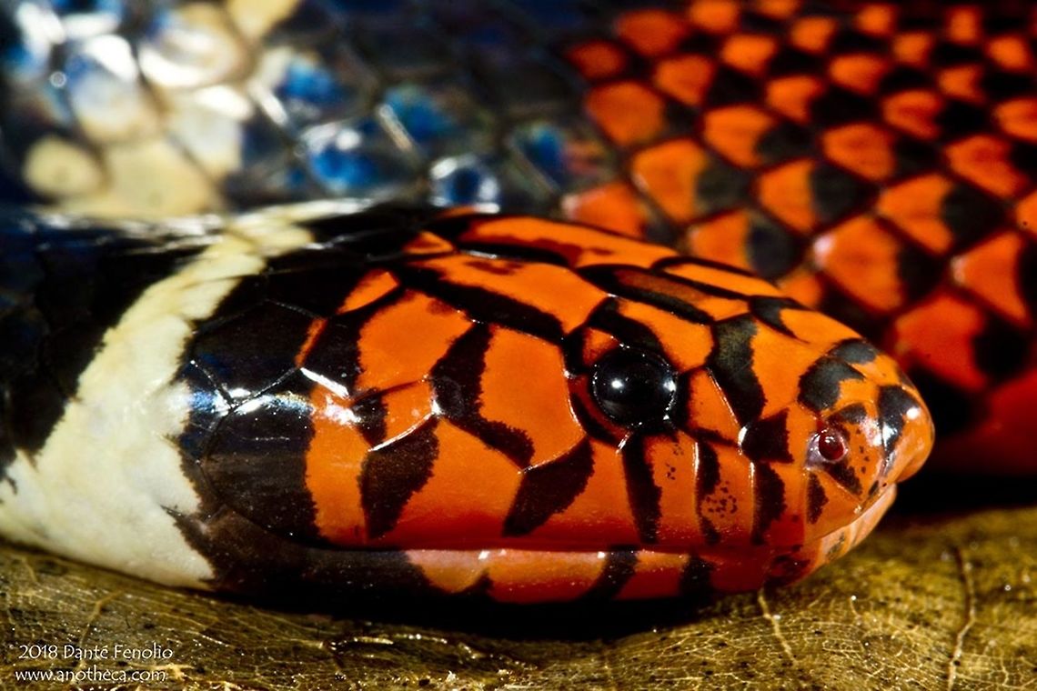 A Surinam Coralsnake (Micrurus surinamensis) in Amazonian Peru. The Surinam Coralsnake, Micrurus surinamensis, spends a lot of time in the water chasing fish.  The snake&rsquo;s potent venom subdues fish, which it eats quickly.  But the toxicity of the venom makes this species exceptionally dangerous to humans.  Bites are extremely uncommon owing to the low incidence of human-snake interaction.  This individual was photographed on the Rio Samiria, Loreto, Peru, November 2013.<br />
<br />
 Amazon,Amazonian,Aquatic Coral Snake,Fall,Geotagged,Micrurus surinamensis,Peru,Surinam Coralsnake,aposematic,aquatic,coral snake,elapid,rainforest,venomous snake,warning coloration