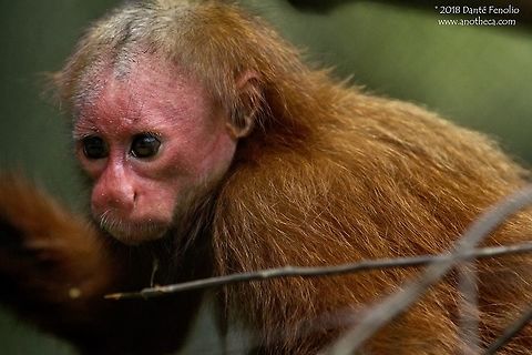 A Red Bald-headed Uacari, or “Bald Uakari” (Cacajao calvus rubicunda) in Amazonian Peru. This Red Bald-headed Uacari, or “Bald Uakari,” Cacajao calvus rubicunda, was photographed in Loreto, Peru, Nov 2013.  The species is restricted to an area of upper Amazon forest in Brazil and Peru.  It is listed by the IUCN as vulnerable.

 Amazonian,Bald Uakari,Bald uakari,Brazilian,Cacajao calvus,Cacajao calvus rubicunda,Fall,Geotagged,IUCN vulnerable,Peru,Peruvian,Red Bald-headed Uacari,fauna,peru wildlife,primate,rainforest,threatened species