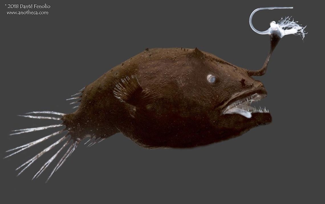 An anglerfish known as a "Bulbous Dreamer" (Oneirodes eschrichtii) from the Gulf of Mexico. The &quot;Bulbous Dreamer&quot; (Oneirodes eschrichtii) has been one of the most unusual anglerfishes that we have encountered in the Gulf of Mexico during the DEEPEND project (see www.deependconsortium.org). This species has two fleshy tube like structures that run out of the corner of each side of the mouth. They may glow in the dark, just like the esca at the end of the &quot;fishing pole&quot; (the illicium). More on the &quot;rod and lure&quot; which develop on the head of the female (the illicium and esca respectively). These are specialized structures formed of a modified first dorsal ray. Inside the esca, the fish accommodates bioluminescent bacteria and that is how light is produced - by bacteria, not by the fish directly. In this case, the esca is an involved structure with filaments extending out from the main bulb. Note the horns on the head of the fish...most members of this genus have them. Very few individuals of this species have been encountered, especially specimens that come up intact. The diversity of life in the ocean&#039;s water column is outstanding. We need to do more to protect it from things like oil spills, commercial deep water fishing, and dumping of waste into our oceans. <br />
<br />
<br />
 Bulbous dreamer,Deep Sea,Gulf of Mexico,Life in the dark,Lophiiformes,Oneirodes eschrichtii,Oneirodidae,abyssopelagic,anglerfish,bethypelagic,bioluminescence,bioluminescent bacteria,bulbous dreamer,deep water fauna,esca,illicium,lure,mesopelagic,predator,symbiosis