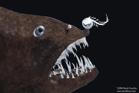 A Netdevil (Linophryne sp.) trawled from between 1,200 and 1,500 meters depth, Gulf of Mexico. This is a female anglerfish from the family Linophrynidae and the genus Linophryne, known as the &ldquo;Netdevils&rdquo; or "Bearded Seadevils."  Linophryne is a special group of fish because they demonstrate two distinctive modes of bioluminescence, intrinsic bioluminescence and bacterial bioluminescence.  The evolution of both modes in a single species is extremely rare. The esca or &ldquo;lure&rdquo; is filled with bacteria that produce light and live in a symbiosis with the fish.  The chin barbel or &ldquo;beard&rdquo; glows in the dark via the production of luciferin and luciferase by the fish &ndash; an intrinsic method of light production by the fish itself.  This specimen was trawled up in the Gulf of Mexico, 2016, from between 1,200 and 1,500 meters depth.  Image courtesy of the DEEPEND project.
 
 Angler Fish,Bearded Seadevils,Deep Sea,Gulf of Mexico,Linophryne,Linophrynidae,Netdevils,anglerfish,bathydemersal,bathypelagic,bioluminescence,bioluminescent,esca,larvae,larval female,mesopelagic,nekton,pelagos