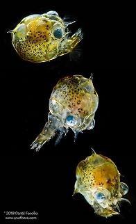 Pea Crab larva (Pinnotheridae) collected from between 200 meters depth and the surface, Gulf of Mexico. Larval crustaceans are common in the surface waters of the ocean and even down to moderate depths.  This is a pea crab larva (Pinnotheridae) collected from between 200 meters depth and the surface, Gulf of Mexico, August 2016. Image courtesy of the DEEPEND project.

 Deep Sea,Life in the dark,Pea crab,bathypelagic,crustaceam,deep sea fish,larva,larvae,mesopelagic,nekton,pelagos,pinnotheridae,predator,predatory