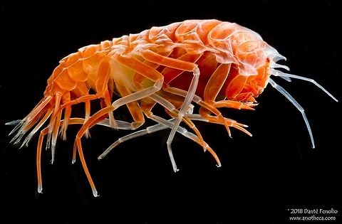 A deep water amphipod trawled from between 1,500 meters depth and the surface in the Gulf of Mexico. This colorful amphipod is small at about 2.54cm in length (an inch).  These amphipods can sometimes be found living on the bells of jellyfish.  Amphipods serve as important food items to a number of marine vertebrates.  This specimen was trawled from between 1,500 meters depth and the surface in the Gulf of Mexico, 2016. Image courtesy of the DEEPEND project (www.deependconsortium.org).

 Crustacea,Deep Sea,Gulf of Mexico,Life in the dark,amphipod,amphipoda,bathypelagic,benthic invertebrate,benthopelagic,crustacean,marine fauna,mesopelagic,nekton,ocean life,pelagos