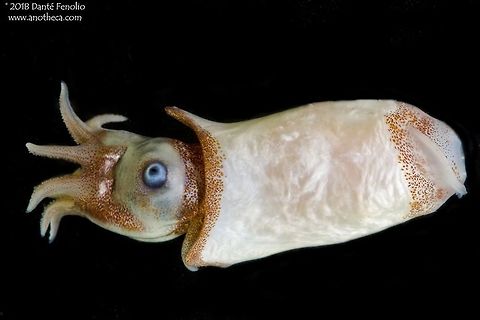 A Ram's Horn squid (Spirula spirula) trawled from between 200 meters depth and the surface, Gulf of Mexico. The Ram's Horn squid, Spirula spirula, trawled from between 200 meters depth and the surface, Gulf of Mexico, 2016. This species lives deeper in the water column by day (500 to 1000 meters) and migrates into shallower waters to feed at night.  It is a member of the &ldquo;deep scattering layer.&rdquo;  Image courtesy of the DEEPEND project (www.deependconsortium.org).

 Deep Sea,Gulf of Mexico,Life in the dark,Pelagic,Ram's Horn squid,Spirula,Spirula spirula,Spirulidae,bathypelagic,cephalopod,cephalopoda,deep water species,gastropod,mesopelagic,midwater,mollusk,nekton,oceanic species,pelagos,zooplankton