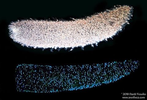 A composite image of a pyrosome (Pyrosoma sp.) in daylight (top) and glowing under its own light (bottom) - Florida Straits, USA. This Pyrosome, genus Pyrosoma, is a free-floating colony of tunicates.  Many species are bioluminescent and can glow for extended periods of time.  Most pyrosomes are less than a foot in length but several species grow to longer lengths &ndash; reaching 60 feet in one species.  This specimen was photographed in the Florida Straits, July 2016 but is also common in the Gulf of Mexico.

 Deep Sea,Florida Straits,Gulf of Mexico,Life in the dark,Mesopelagic,Pelagic,Pyrosoma,Pyrosome,bioluminescence,bioluminescent,colonial,deep water species,gastropod,glow in the dark,glowing,midwater,necton,oceanic species,pelagos,photophores