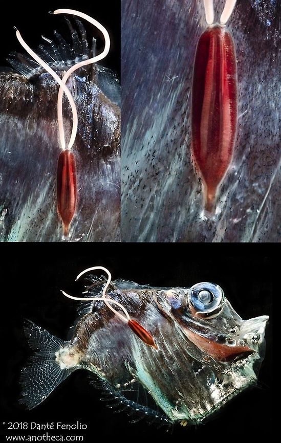 A copepod parasite on a hatchetfish, Gulf of Mexico. This hatchetfish is having a bad day...more like a bad few weeks to months. The copepod parasite on the outside of this fish, an ectoparasite, has attached and used its mouth part to pierce the outer wall of the fish. That mouth part then wraps around the internal organs of the fish and specifically pierces the digestive tract - feeding on whatever the fish has fed on. To make matters worse, the mouth part is barbed...this parasite isn't coming off.  The long pair of threads trailing from the parasite are egg sacs.  Photographed in the Gulf of Mexico.  This species photographed during the DEEPEND project (www.deependconsortium.org). Deep Sea,Gulf of Mexico,Life in the dark,copepod parasite,ectoparasite,hatchetfish,mesopelagic,parasitic,parasitic relationship,parasitism,pelagic species