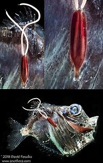 A copepod parasite on a hatchetfish, Gulf of Mexico. This hatchetfish is having a bad day...more like a bad few weeks to months. The copepod parasite on the outside of this fish, an ectoparasite, has attached and used its mouth part to pierce the outer wall of the fish. That mouth part then wraps around the internal organs of the fish and specifically pierces the digestive tract - feeding on whatever the fish has fed on. To make matters worse, the mouth part is barbed...this parasite isn't coming off.  The long pair of threads trailing from the parasite are egg sacs.  Photographed in the Gulf of Mexico.  This species photographed during the DEEPEND project (www.deependconsortium.org). Deep Sea,Gulf of Mexico,Life in the dark,copepod parasite,ectoparasite,hatchetfish,mesopelagic,parasitic,parasitic relationship,parasitism,pelagic species